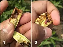 A later instar causing damage in a brinjal fruit by feeding