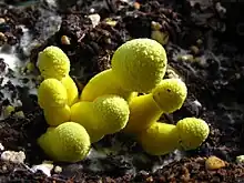 Leucocoprinus birnbaumii