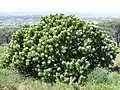 The Grey Tree Pincushion Protea which is confined to only a few northern slopes of Peninsula Granite Fynbos.