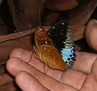 L. pardalis (male)