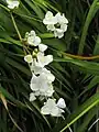 Libertia chinensis