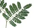 Bipinnately compound leaf