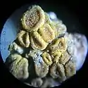 Microscopic view of lichen growing on a piece of concrete dust.