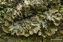 A leafy, dark bronze lichen with wavy, white-tipped edges on a piece of bark