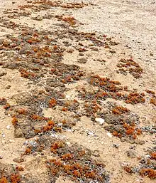 Photo of sandy ground with patches of flat brown and bright orange ball-shaped lichens
