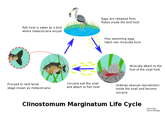 Life cycle of the parasitic fluke Clinostomum marginatum, commonly called the yellow grub