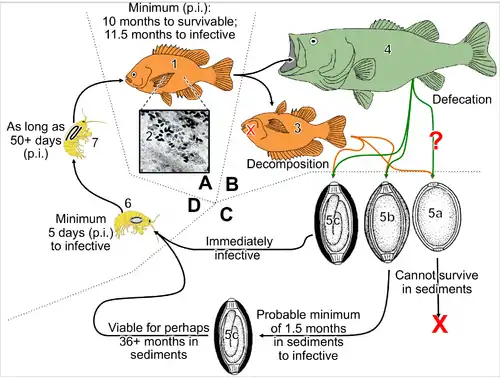 Life cycle of the parasitic nematode Huffmanela huffmani