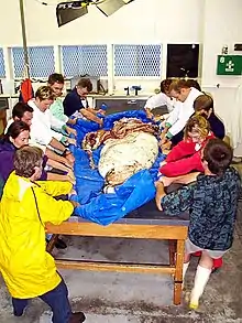 (?/?/1999)A dozen people attempting to move the carcass, which weighed in excess of 200 kg (440 lb)