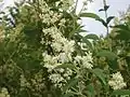 Ligustrum lucidum flowers