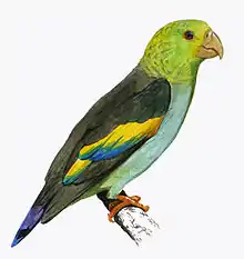 A parrot with grey wings, a light-blue underside, blue-tipped wings, a violet tail, and a light-green head