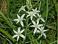 Flowers of Ornithogalum narbonense