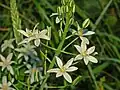 Flowers of Ornithogalum narbonense