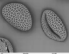 Pollen of Lilium auratum showing single sulcus (monosulcate)
