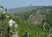 Lilium candidum on Mount Carmel