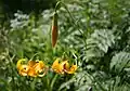 Lilium columbianum bud & flowers, at 7000 ft in Sierra Nevada