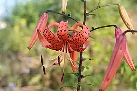 Lilium tigrinum (Syn. lancifolium) Ker-Gawler. — Tiger lily