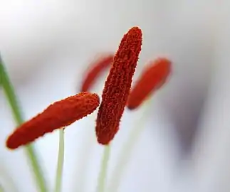 Lily stamens with prominent red anthers and white filaments