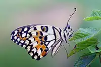 While resting, the butterfly closes its wing over its back and draws the forewings between the hindwings.