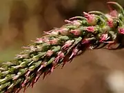 Flower buds