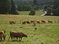 Limousin cattle grazing in the Vienne valley, near Rempnat.