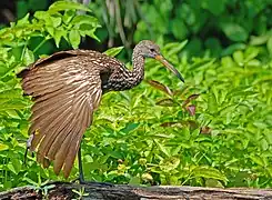 Limpkin performing a wing-stretch