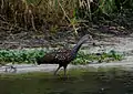 A tawny wading bird with a long orange and gray beak, walking in water near a sandy shore with water grasses in the background