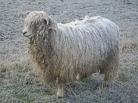 Lincoln Longwool Sheep