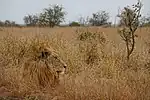Lion in Kruger National Park, South Africa, blending in with the tall grass