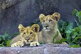 Lions at the Seneca Park Zoo