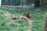 Lions