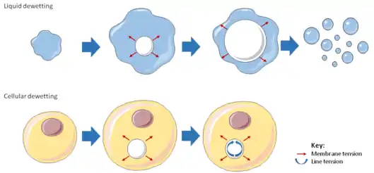 Diagram illustrating the analogy between liquid and cellular dewetting.