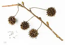 Mature fruit and seed