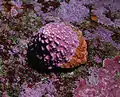 Pomaulax gibberosus, the shell encrusted with the red coralline alga Lithothamnion