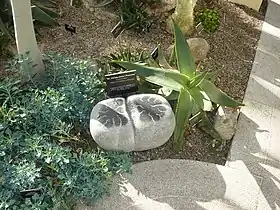 Sculpture of lithops, National Botanical Gardens of Ireland