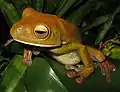 A brown white-lipped tree frog