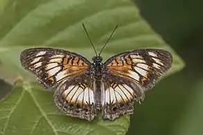 Female J. s. sophia white formGhana