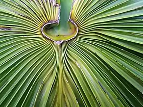 L. australis Leaf detail