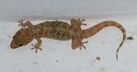 Mediterranean house gecko, Mugla Province, Turkey