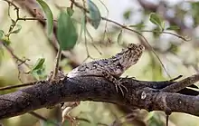 Dragon Lizard of Tharparkar