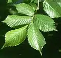 'Lobel' leaves