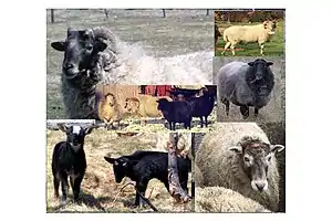 True Newfoundland Sheep