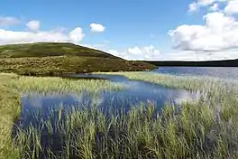 A lake with grass growing up through the water