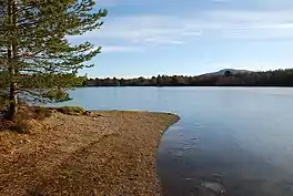 The foreshore if a lake, with pine trees on the edge