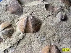 Bivalves (Aviculopecten) and brachiopods (Syringothyris) in the Logan Formation in Wooster, Ohio.