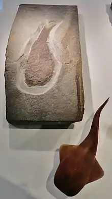 "Loganellia scotica" (Fossil and model, Museum am Löwentor, Stuttgart)