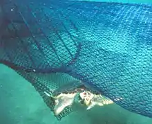 Loggerhead sea turtle exiting from fishing net through a turtle excluder device