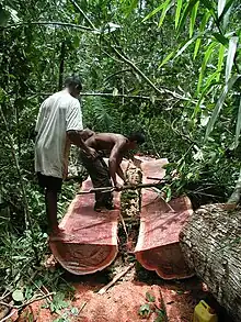 Harvesting bulletwood in Guyana