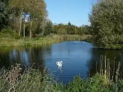 Lollycocks Pond, Lollycocks Field