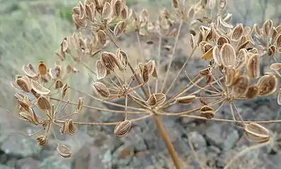 Mature seeds of var. multifidum