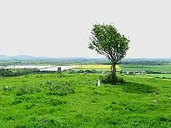 Hawthorn tree, Freestone hill, Tiscoffin